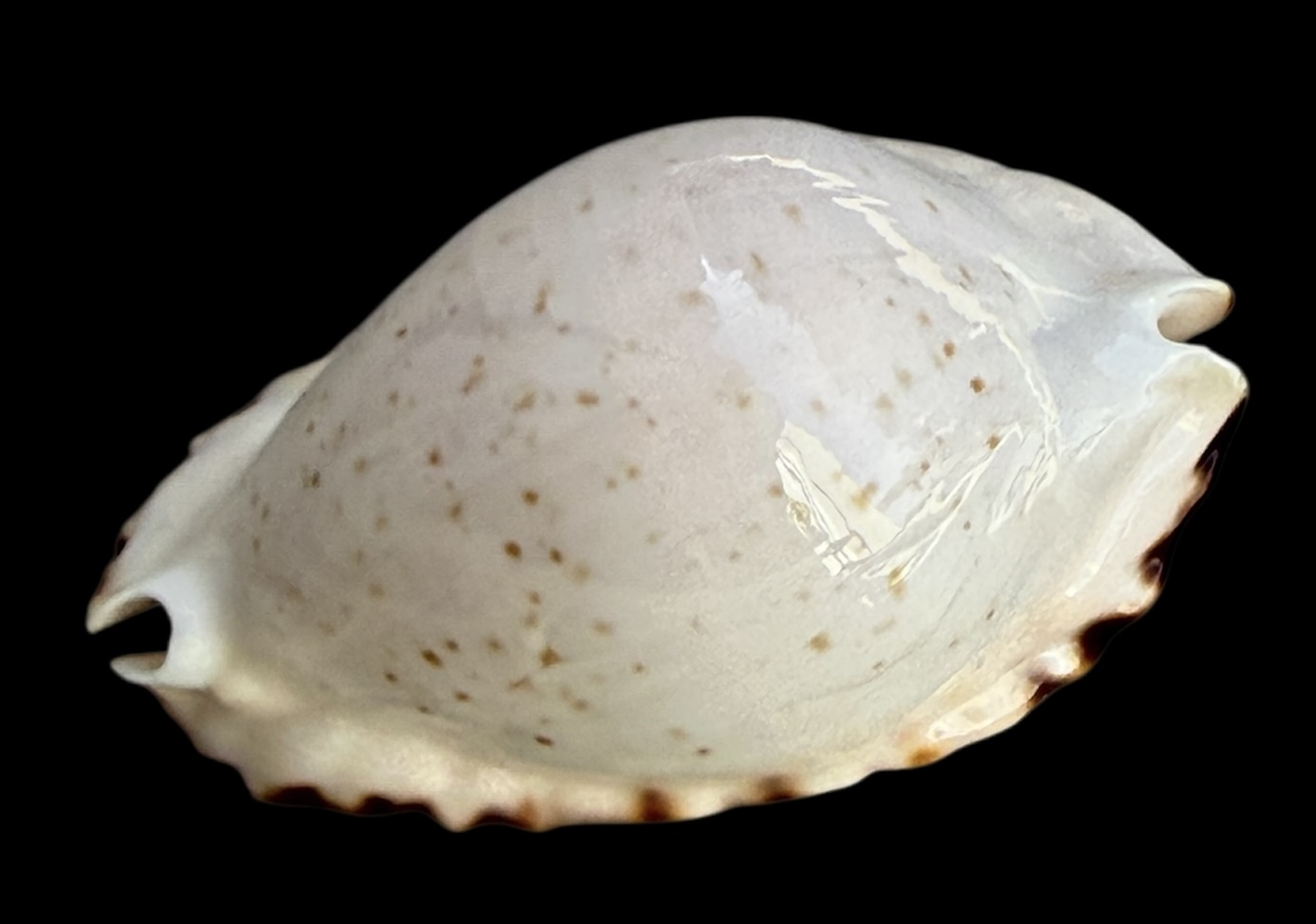 BC34 Zoila ketyana ketyana TOP SPECIMEN - Image 3