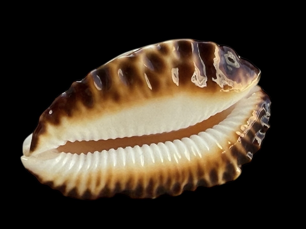 BC34 Zoila ketyana ketyana TOP SPECIMEN - Image 4