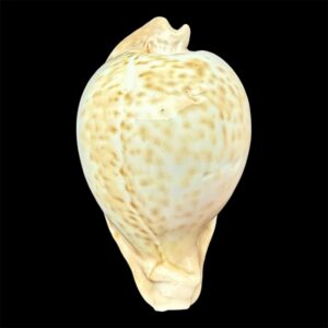 BC36 Umbilia petilirostris TOP SHELL