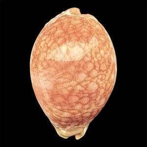 BC38 Callistocypraea broderipii HUGE PINK SHELL