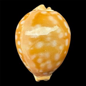 BC39 Callistocypraea leucodon BIG