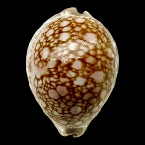 BC42 Callistocypraea broderipii STUNNING PATTERN