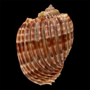 BC43 Harpa costata lutea f. anosyensis