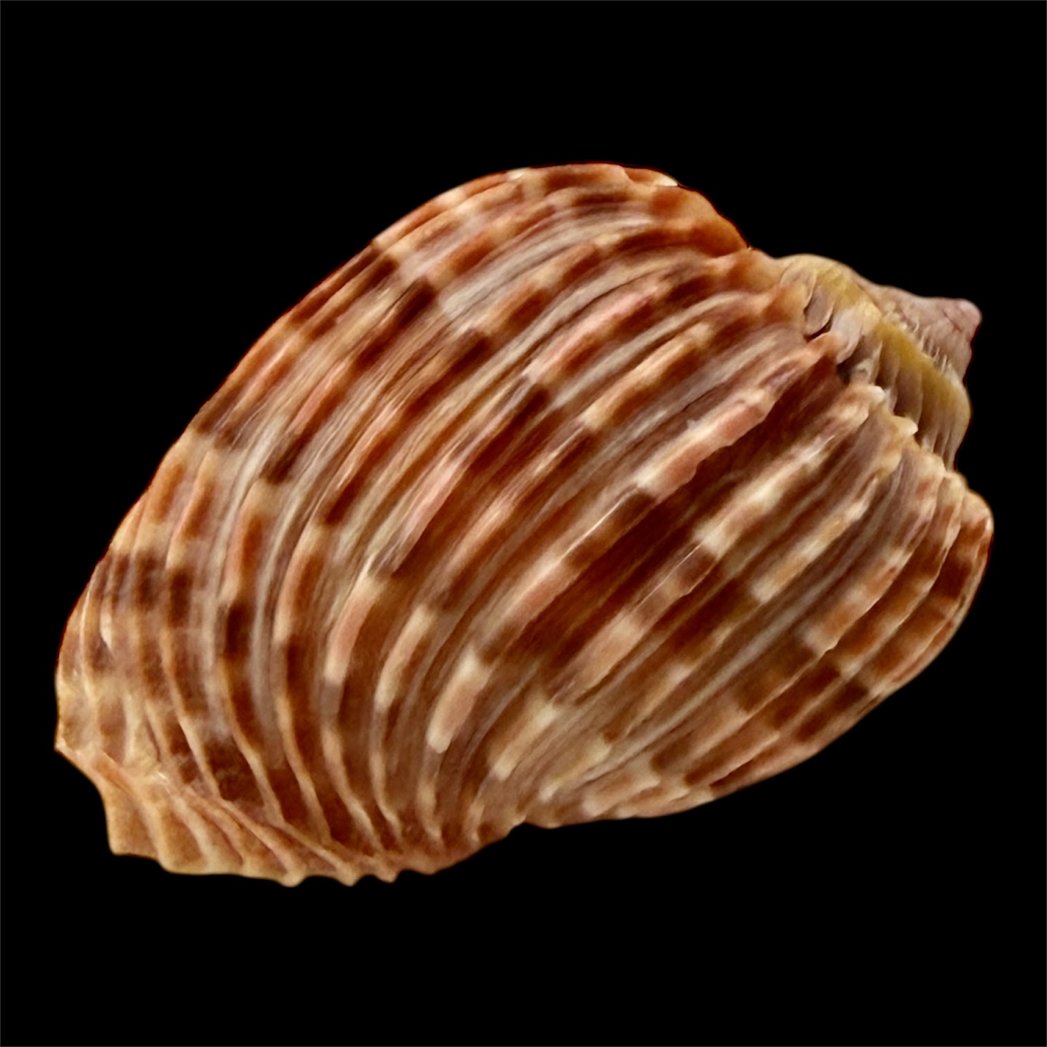 BC43 Harpa costata lutea f. anosyensis - Image 2