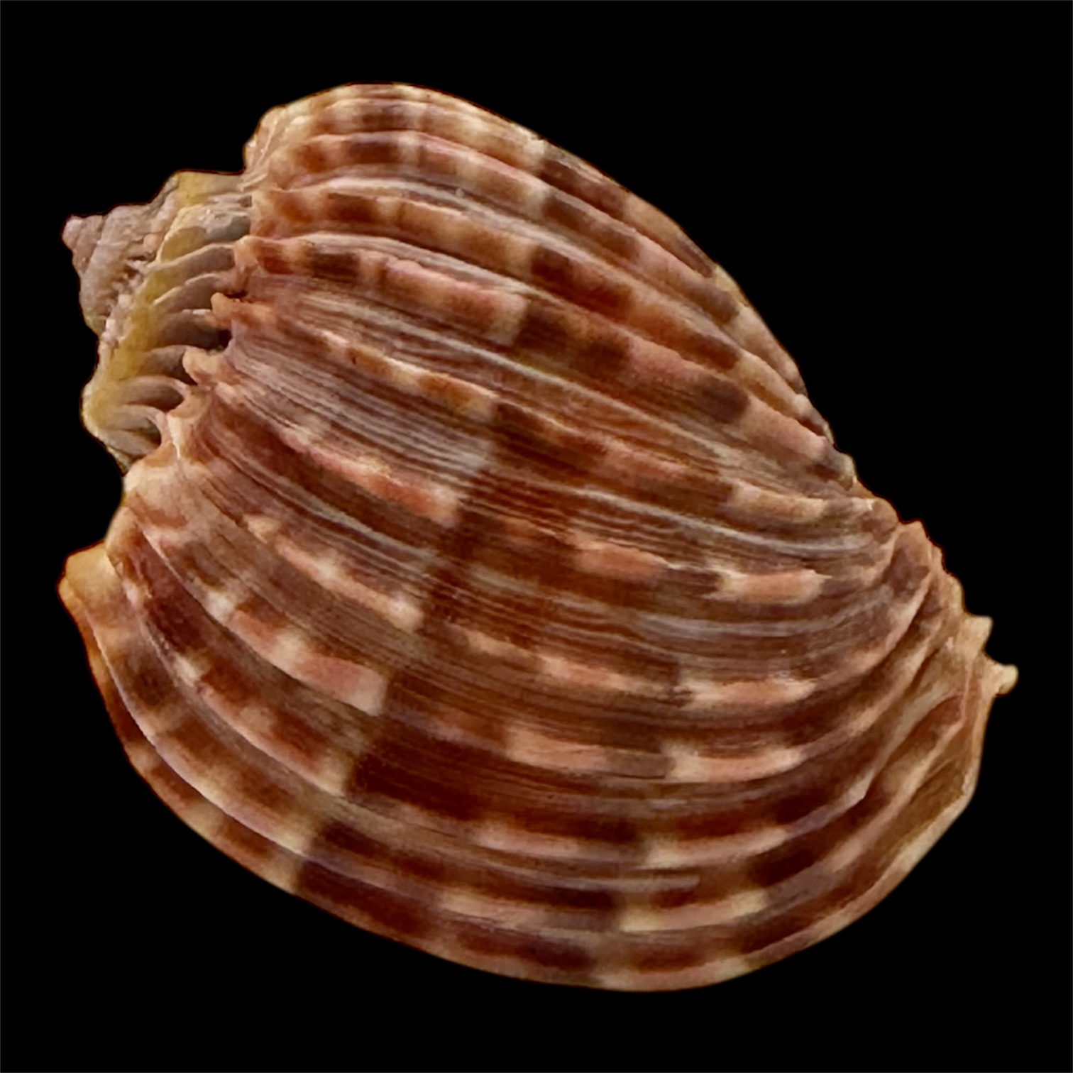 BC43 Harpa costata lutea f. anosyensis - Image 3