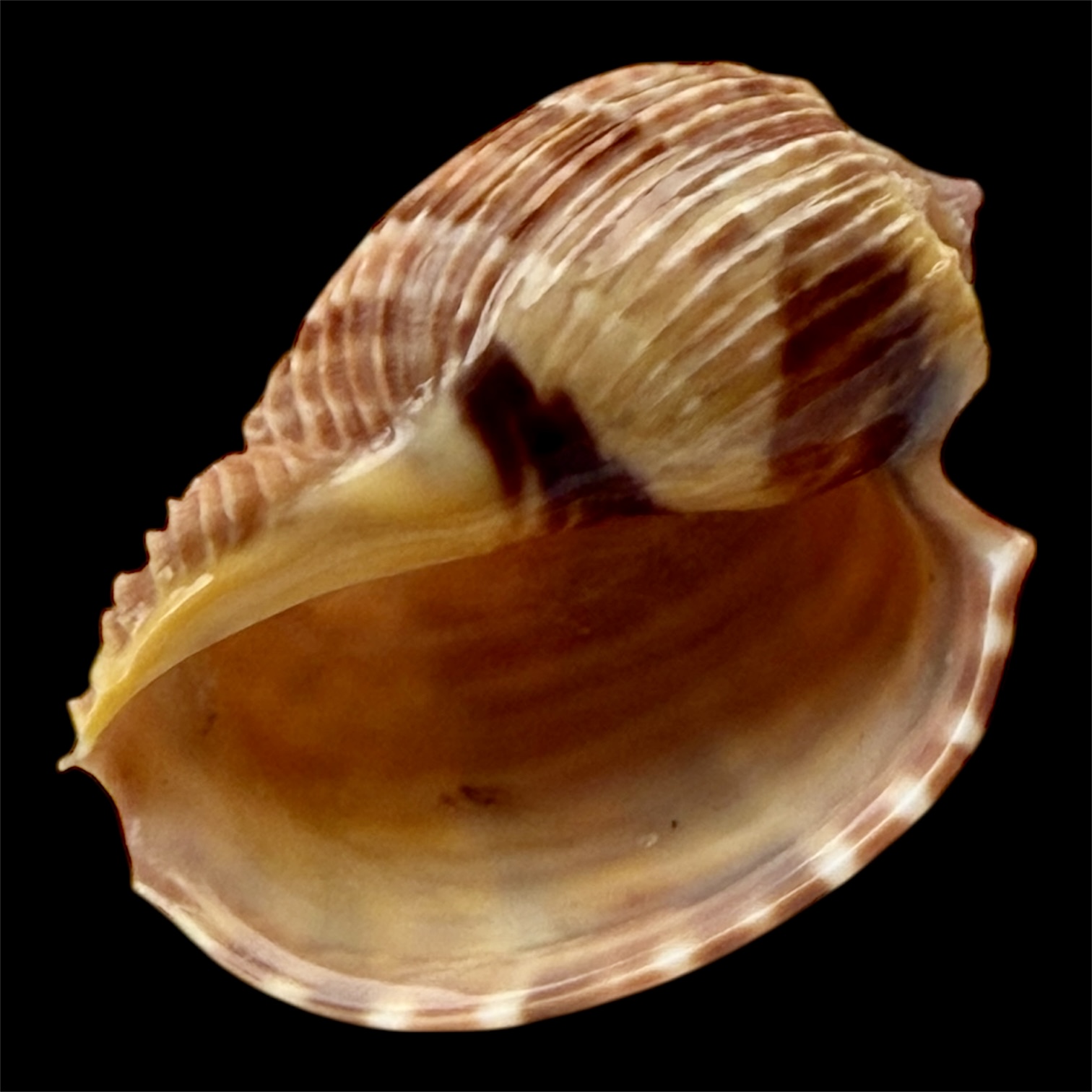 BC43 Harpa costata lutea f. anosyensis - Image 4