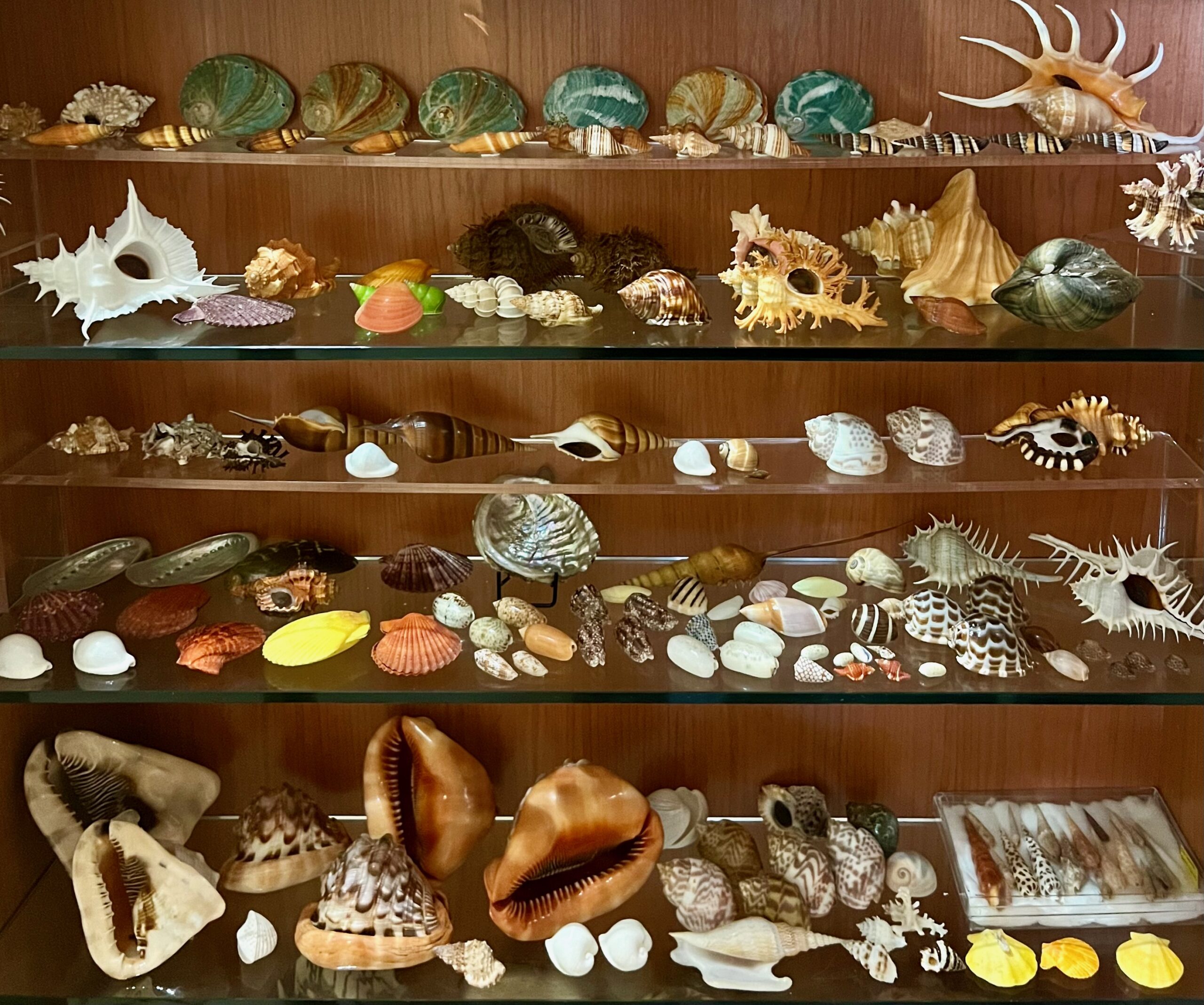 Do you have an old shell collection?