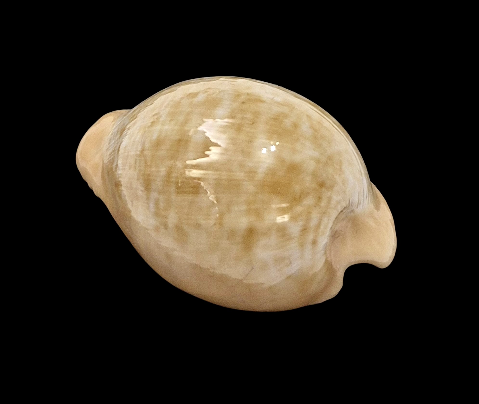 BC11 Cypraeovula fuscorubra gondwanalandensis - Image 2