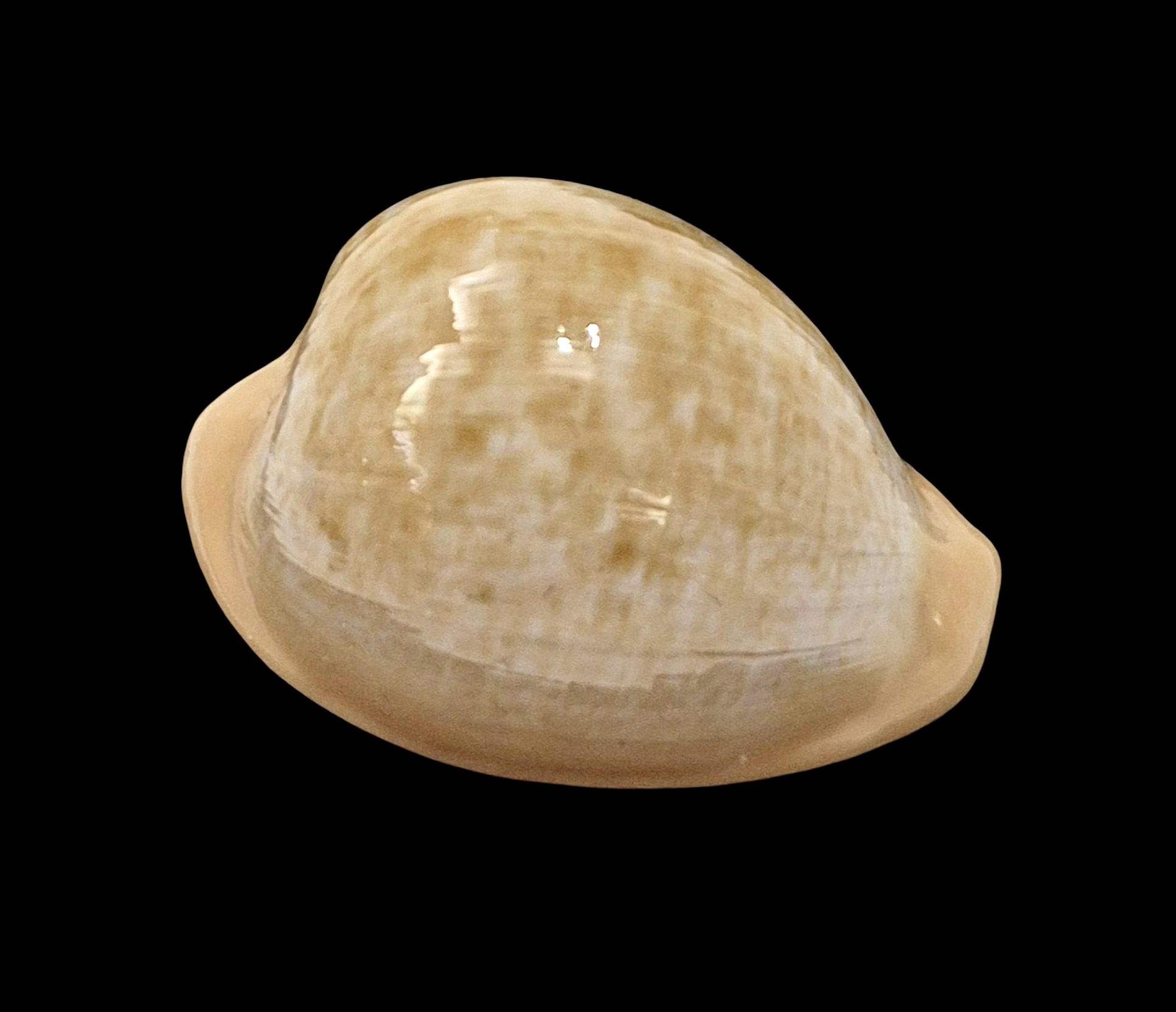 BC11 Cypraeovula fuscorubra gondwanalandensis - Image 3