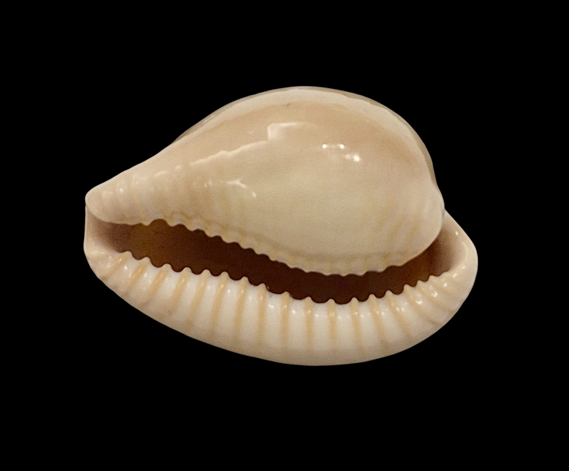 BC11 Cypraeovula fuscorubra gondwanalandensis - Image 4