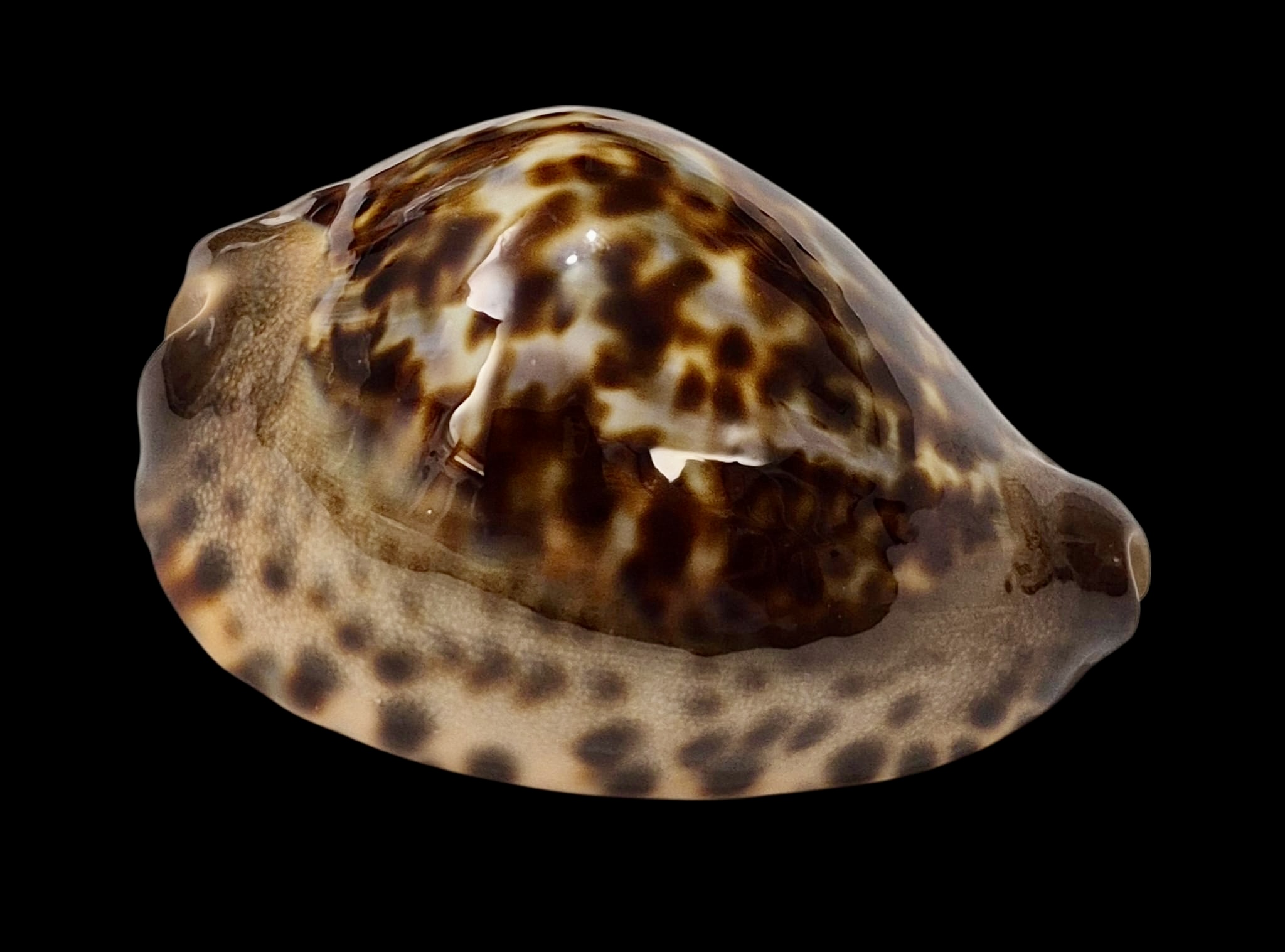 BC13 Zoila jeaniana Carnavon population - Image 2