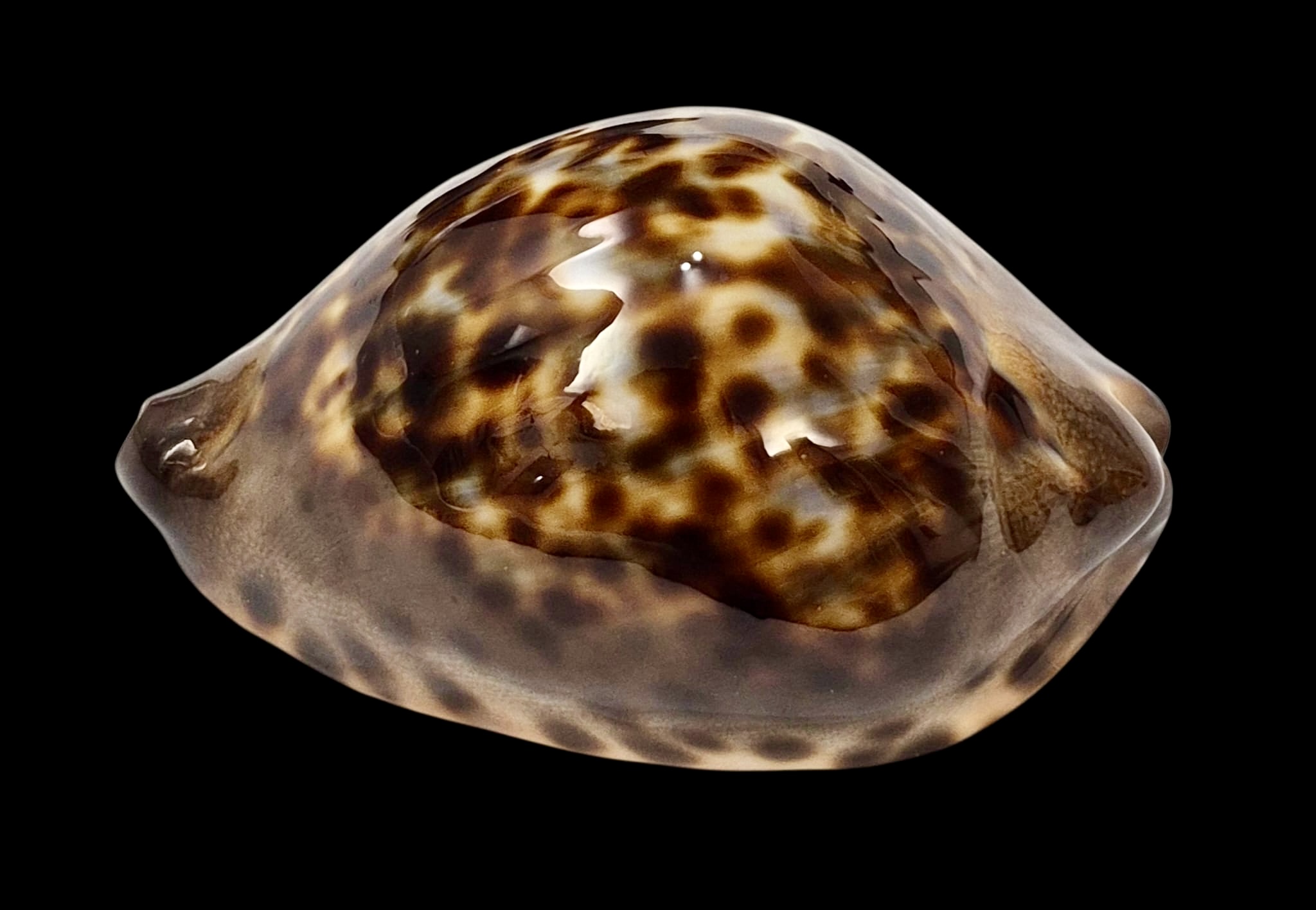 BC13 Zoila jeaniana Carnavon population - Image 3