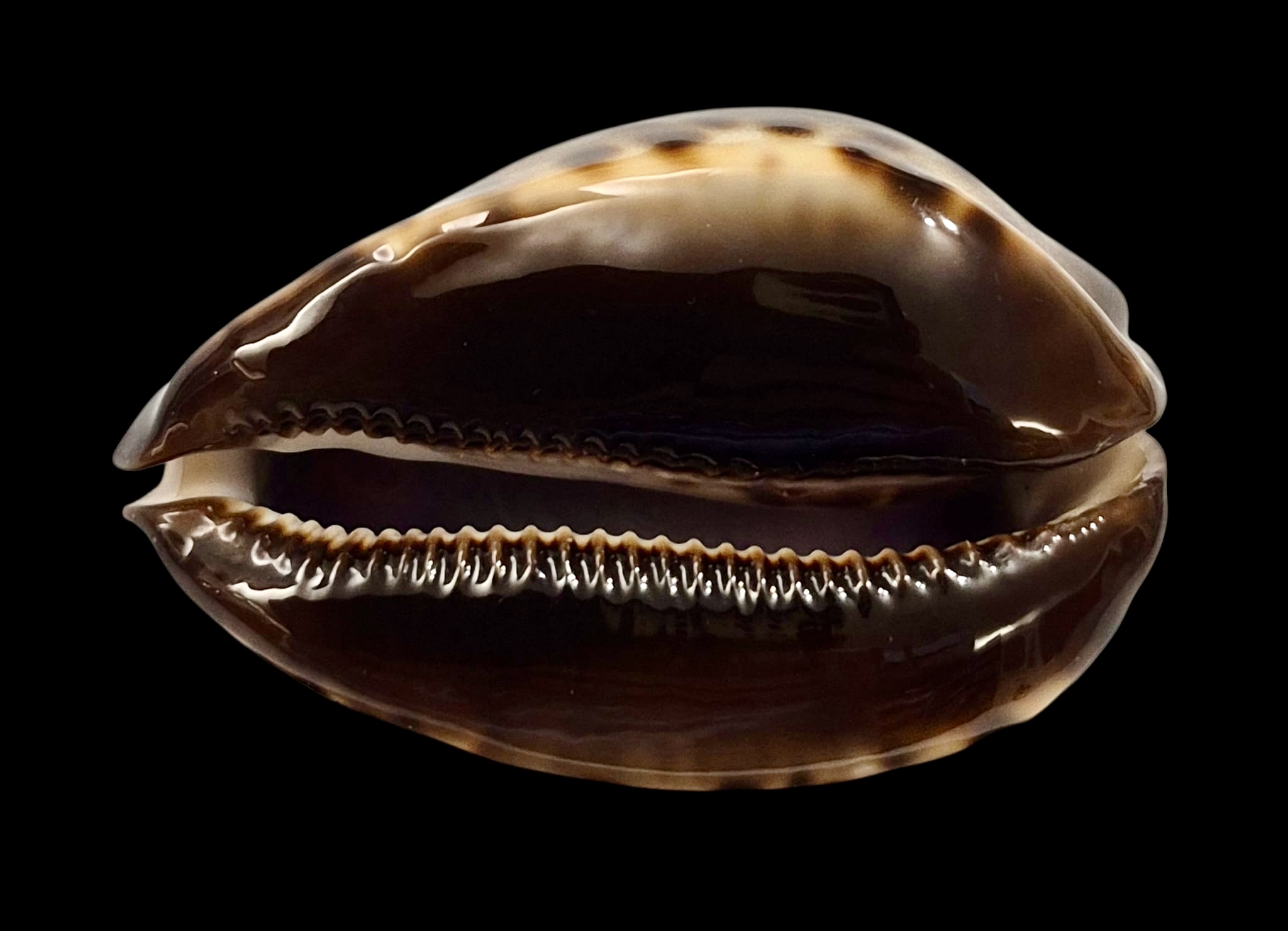 BC13 Zoila jeaniana Carnavon population - Image 4