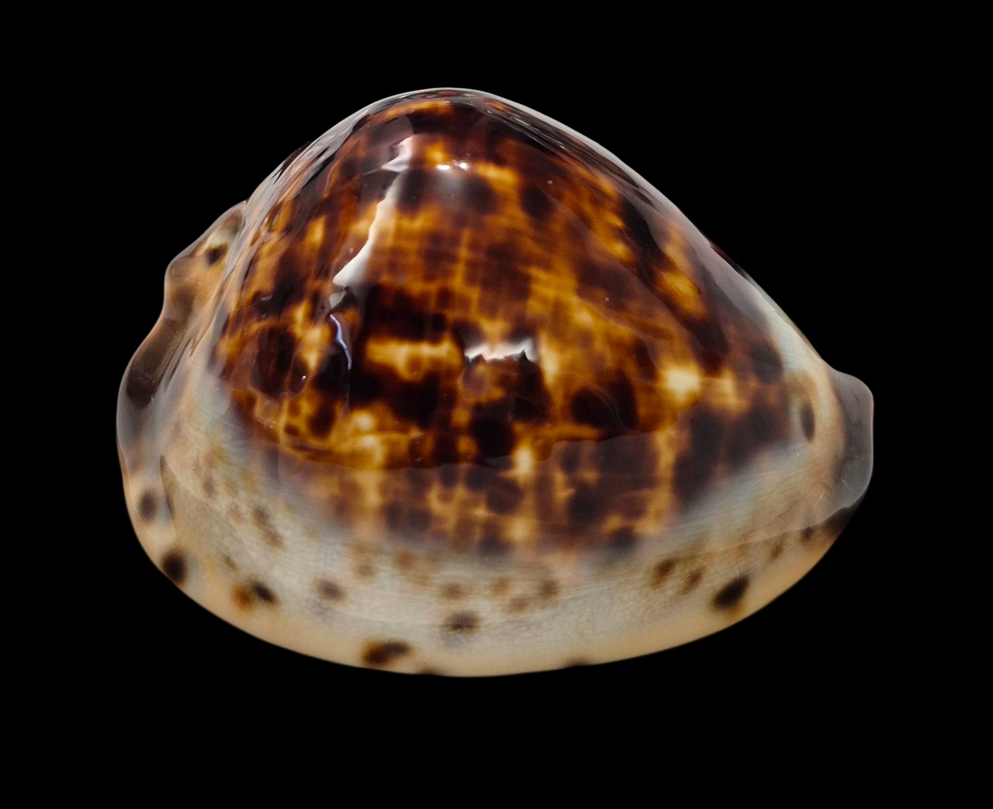 BC14 Zoila eludens 60.8 mm - Image 2