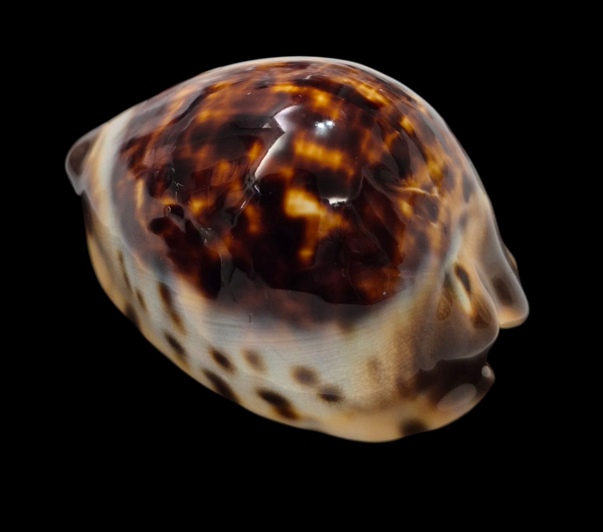 BC14 Zoila eludens 60.8 mm - Image 3