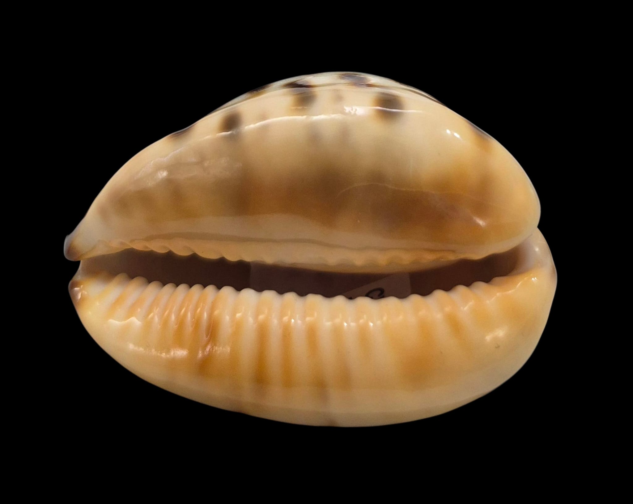 BC14 Zoila eludens 60.8 mm - Image 4