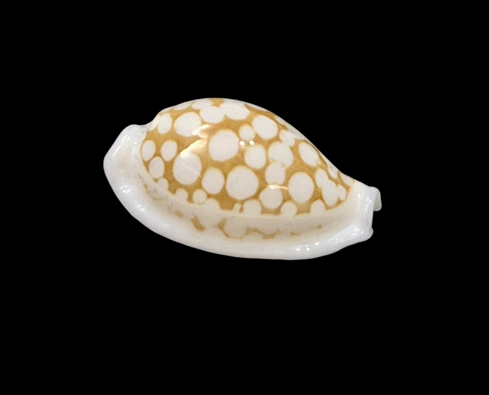 BC2 Cribrarula gaspardi - Image 2