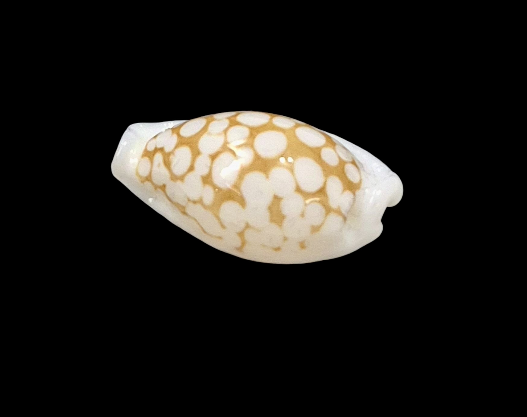 BC2 Cribrarula gaspardi - Image 3