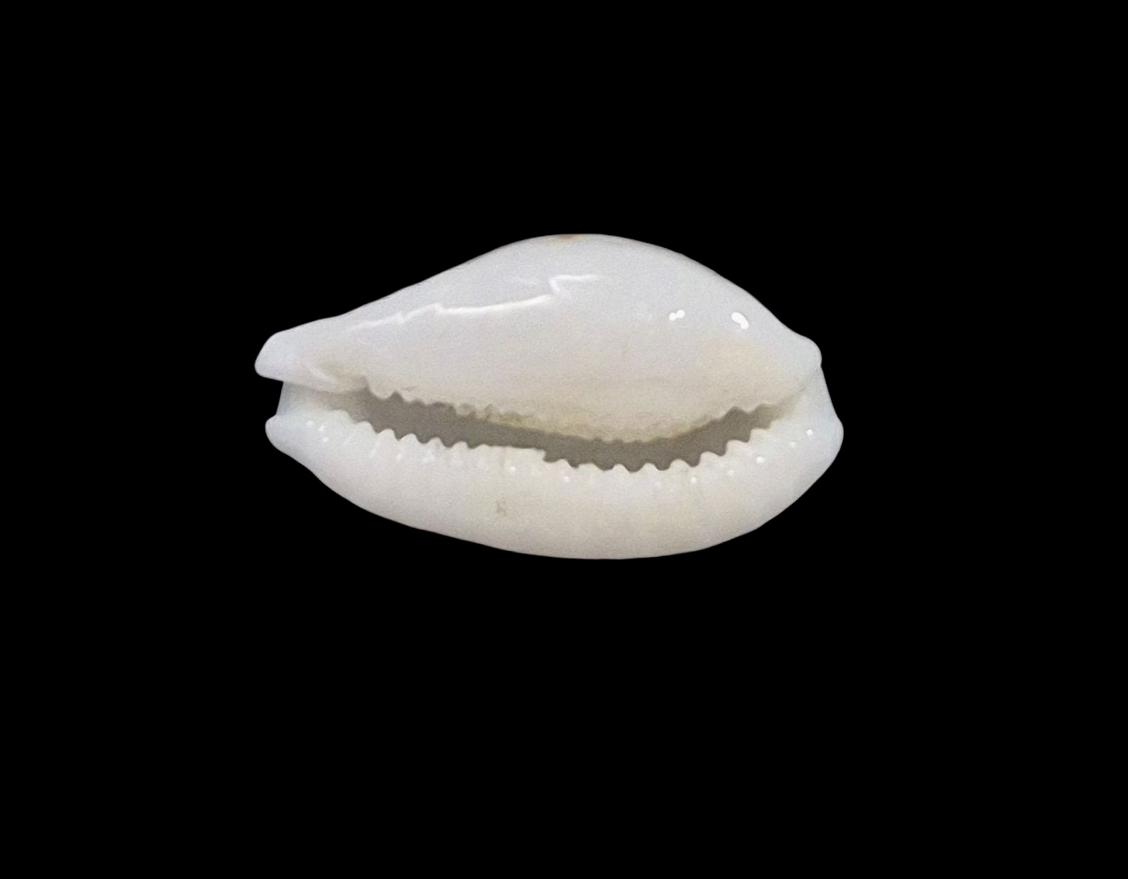 BC2 Cribrarula gaspardi - Image 4