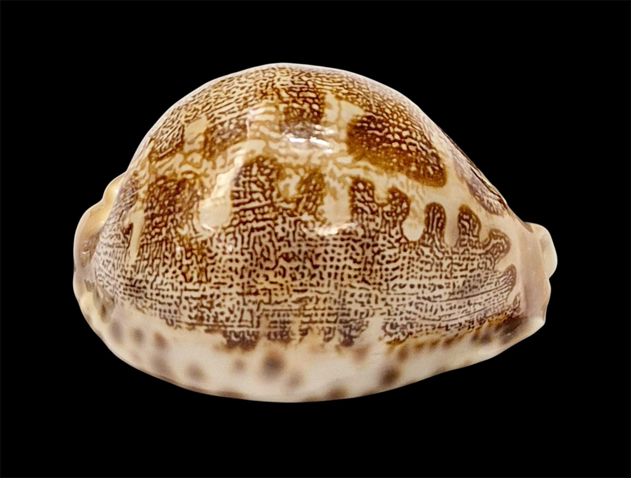 BC7 Leporycypraea mappa geographica 'valentia' form - Image 2