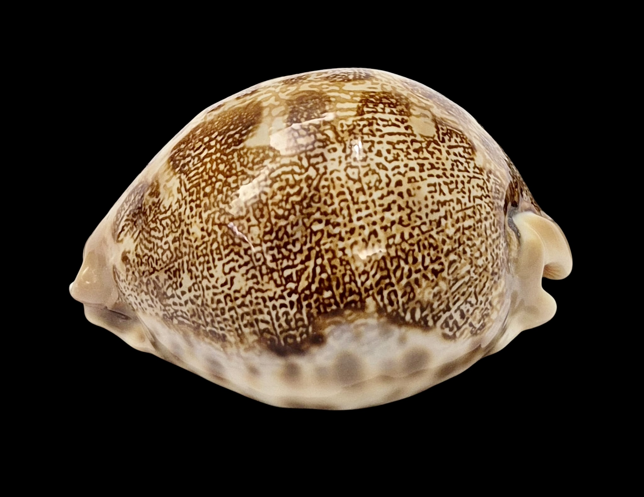 BC7 Leporycypraea mappa geographica 'valentia' form - Image 3