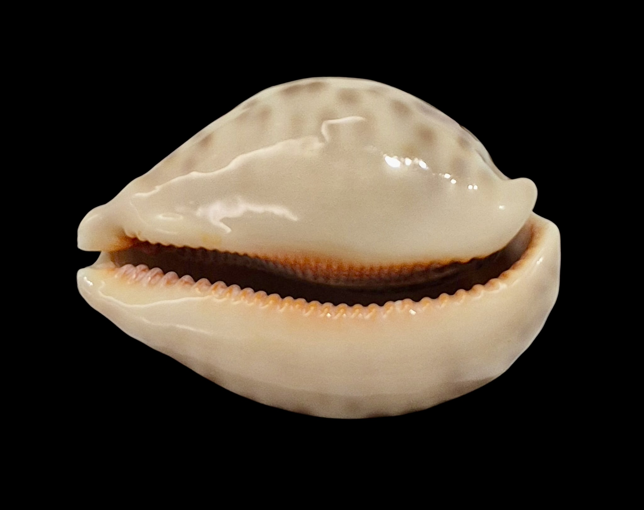 BC7 Leporycypraea mappa geographica 'valentia' form - Image 4