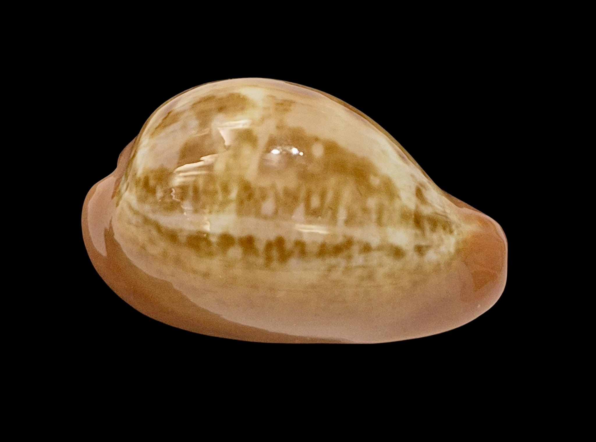 BC9 Zonaria pyrum - Image 2