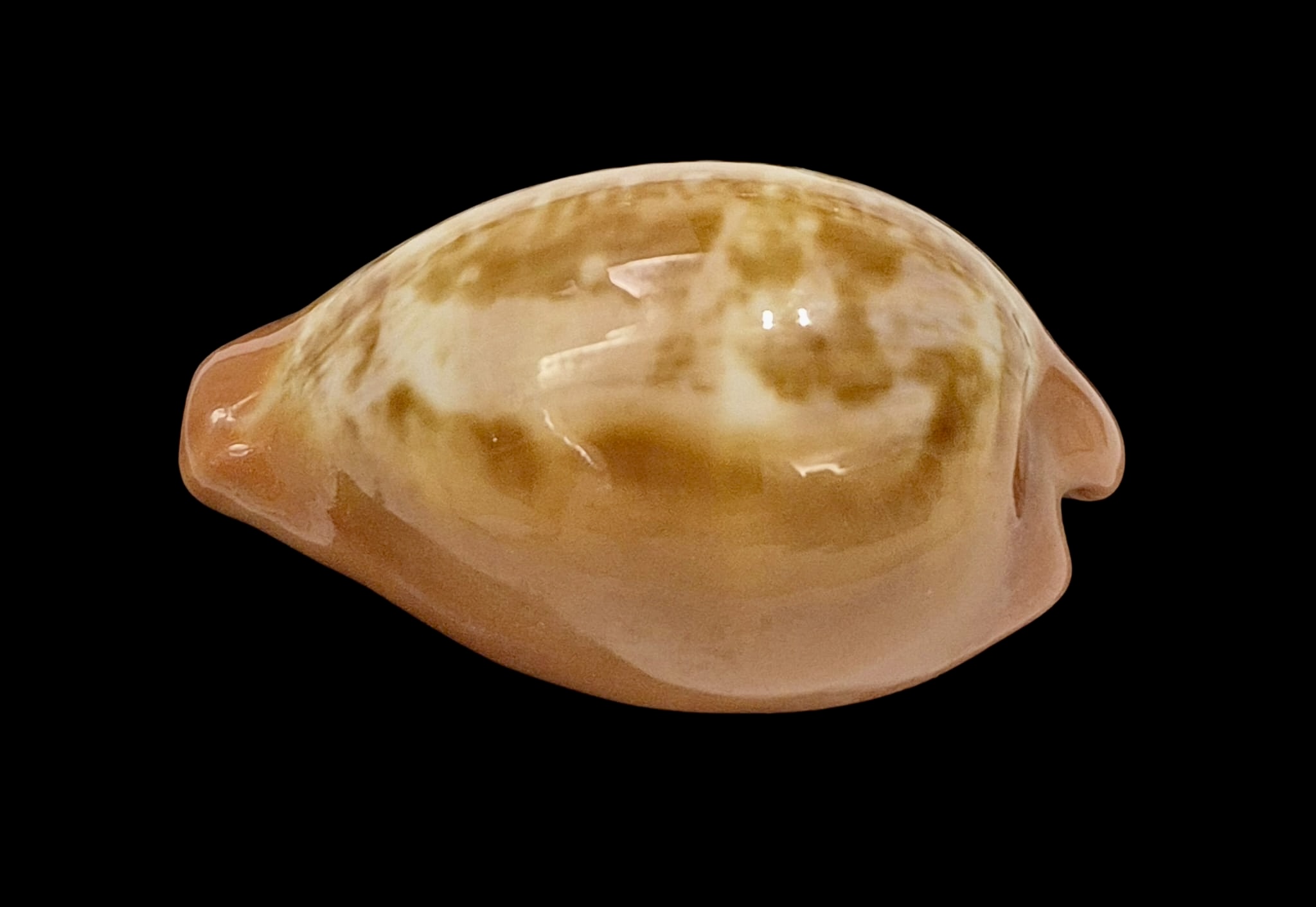 BC9 Zonaria pyrum - Image 3