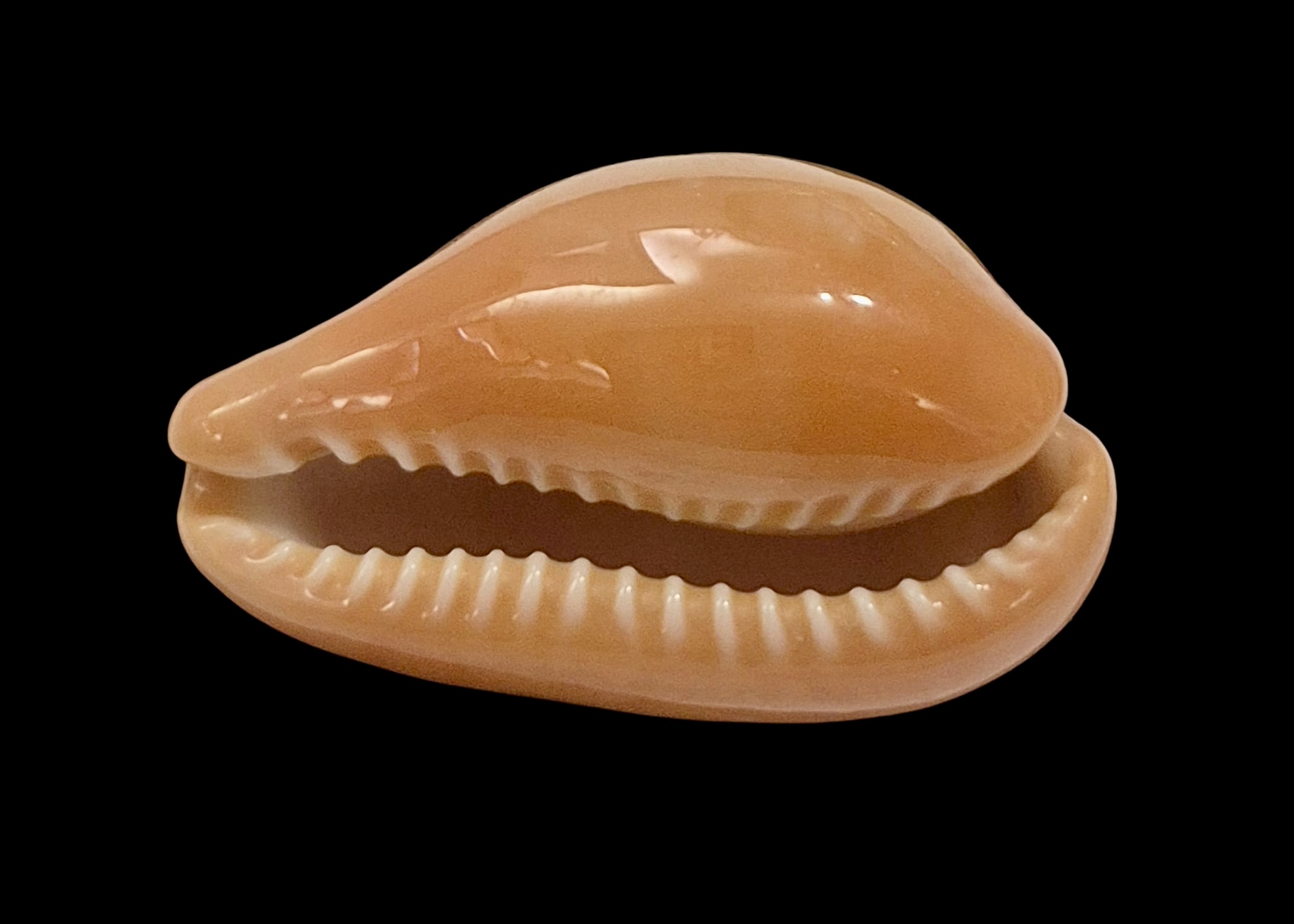 BC9 Zonaria pyrum - Image 4