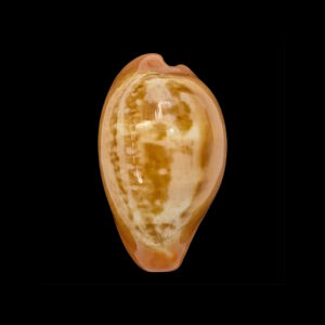 BC009 Zonaria pyrum - BIG SIZE