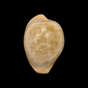 BC11 Cypraeovula fuscorubra gondwanalandensis