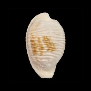 BC12 Cypraeovula capensis cineracea