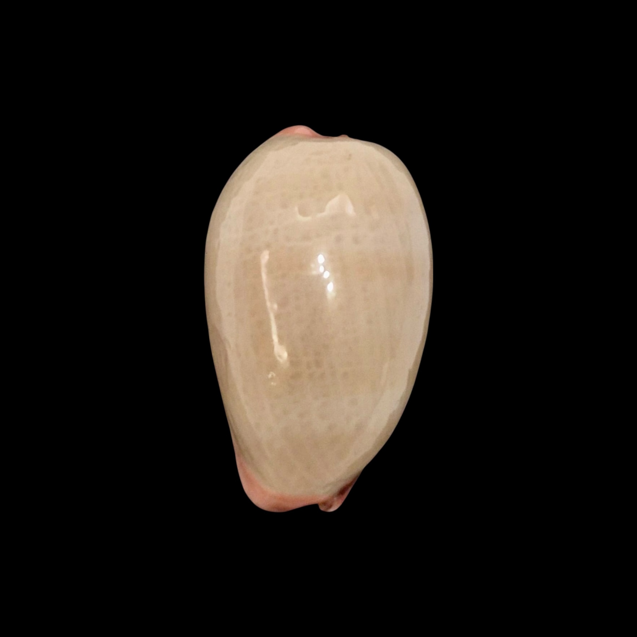 BC131 Austrocypraea reevei