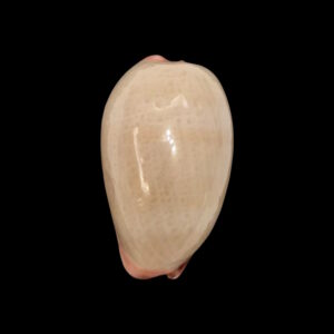 BC131 Austrocypraea reevei