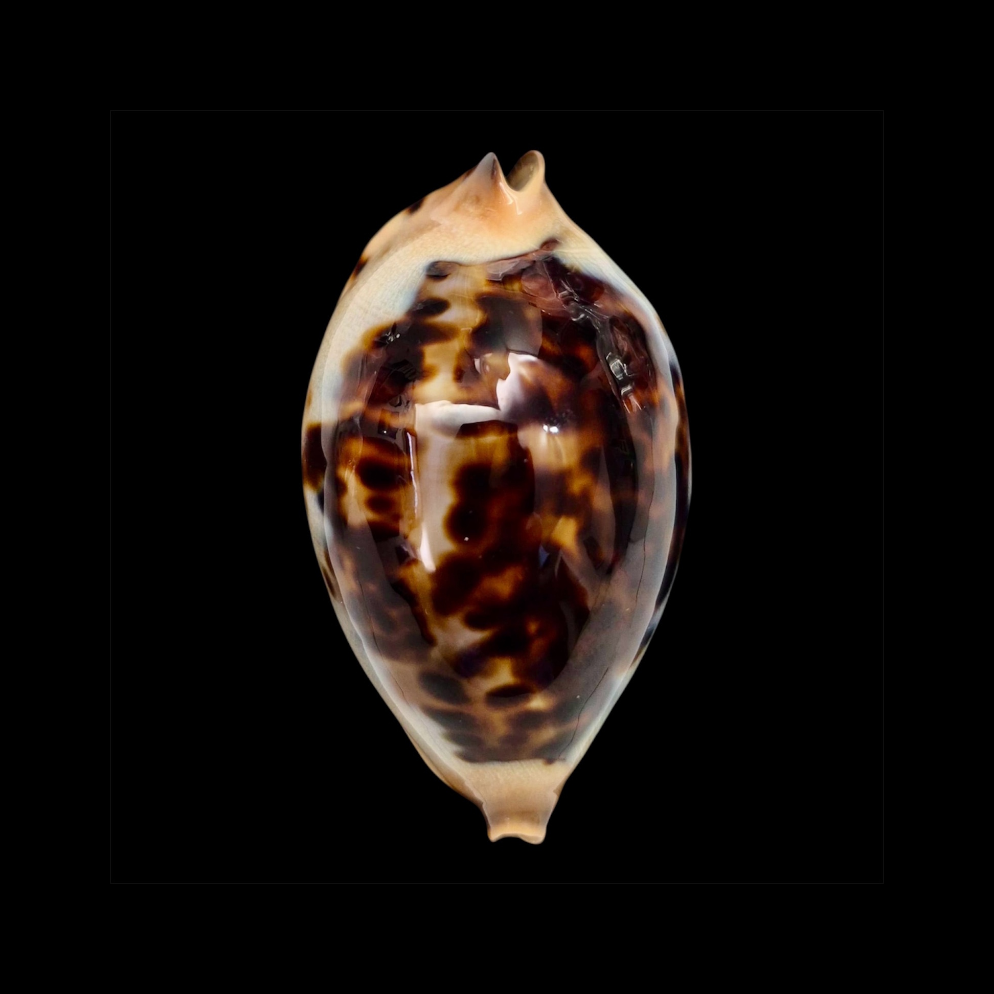 BC015 Zoila jeaniana praeclara - very selected - Image 2