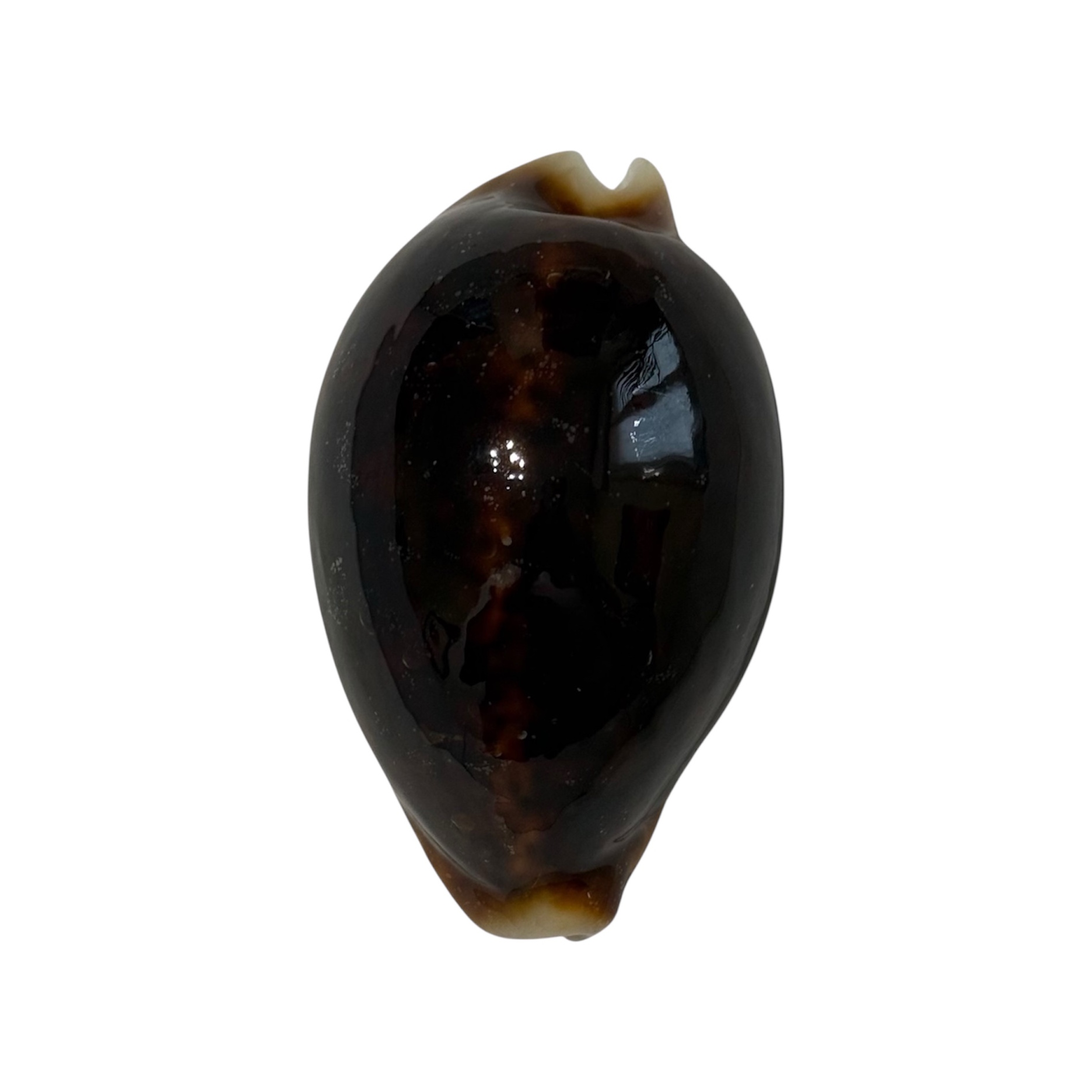 BC018 Cypraea pantherina f. funebralis - VERY DARK