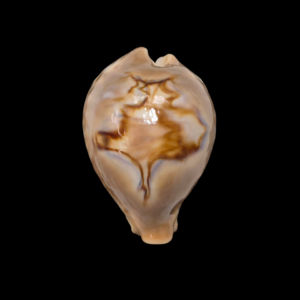 BC192 Barycypraea fultoni massieri - SELECTED