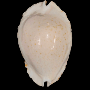 BC207 Zoila ketyana ketyana TOP