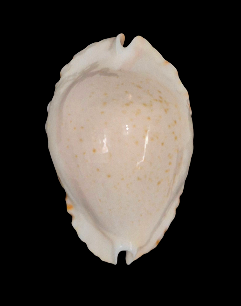 BC207 Zoila ketyana ketyana TOP