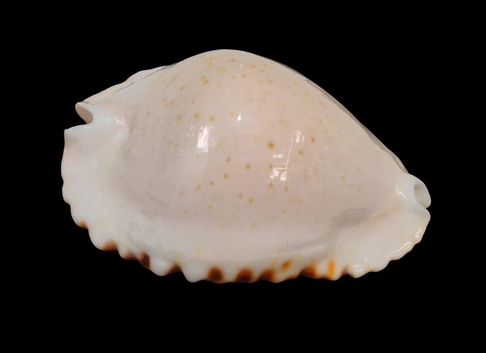 BC207 Zoila ketyana ketyana TOP - Image 2