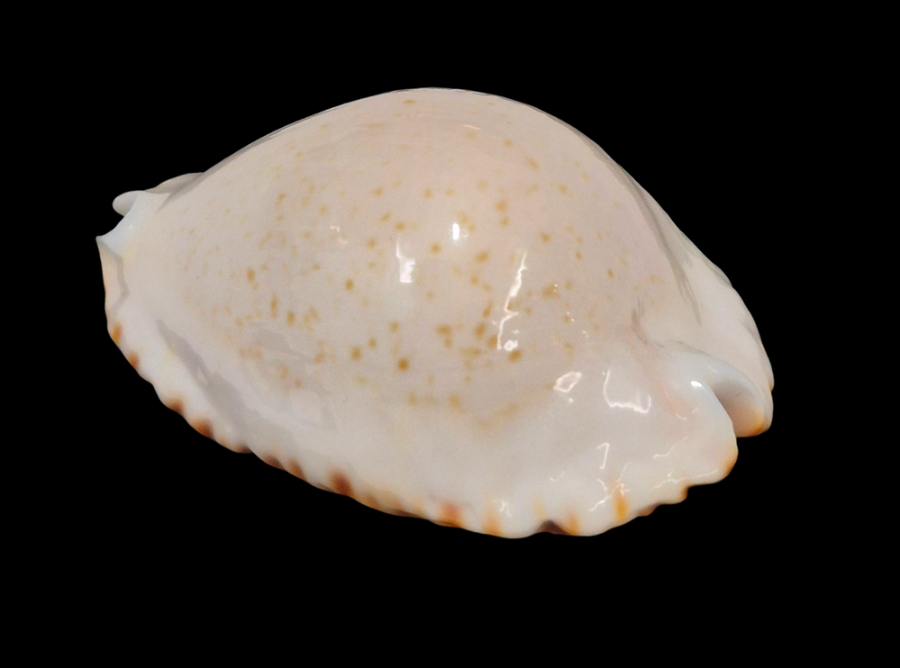 BC207 Zoila ketyana ketyana TOP - Image 3