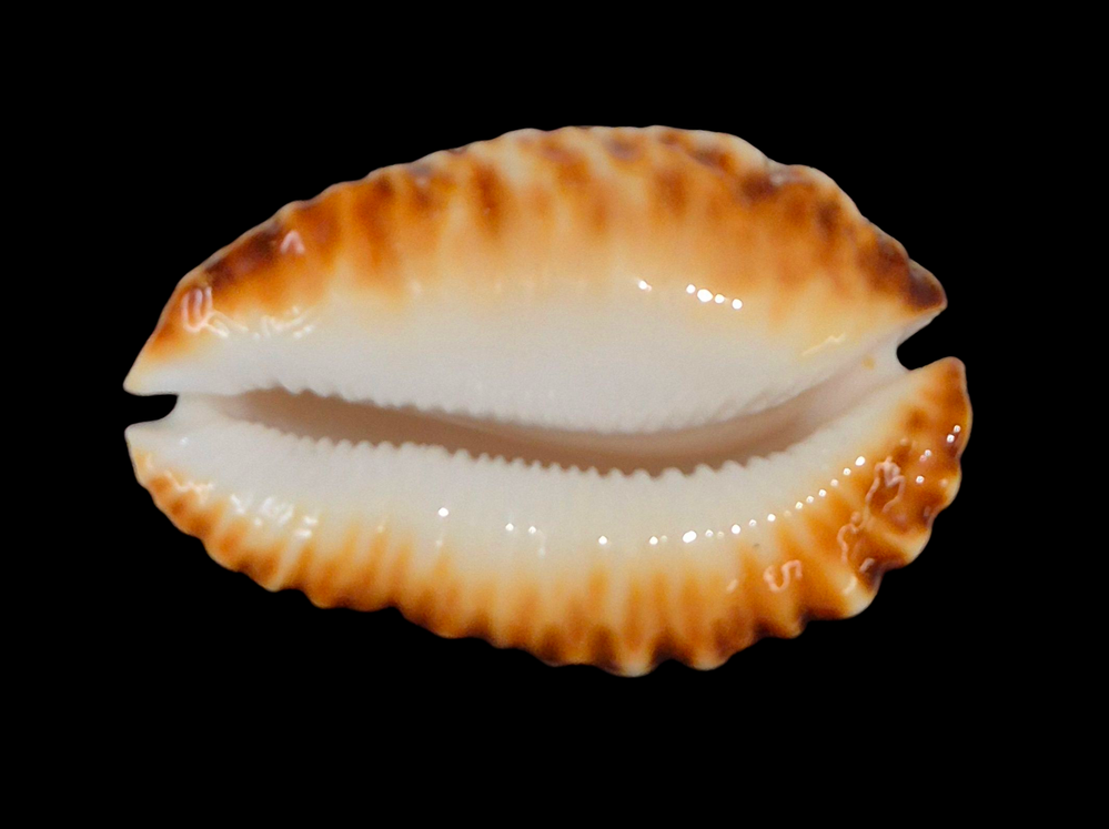 BC207 Zoila ketyana ketyana TOP - Image 4