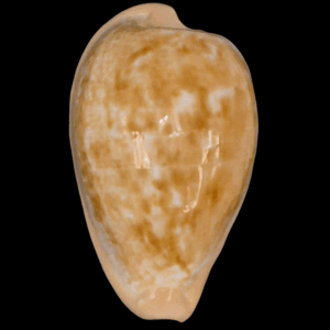 BC211 Cypraeovula fuscodentata grohorum HUGE