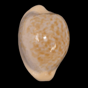 BC210 Cypraeaovula gondwanalandensis