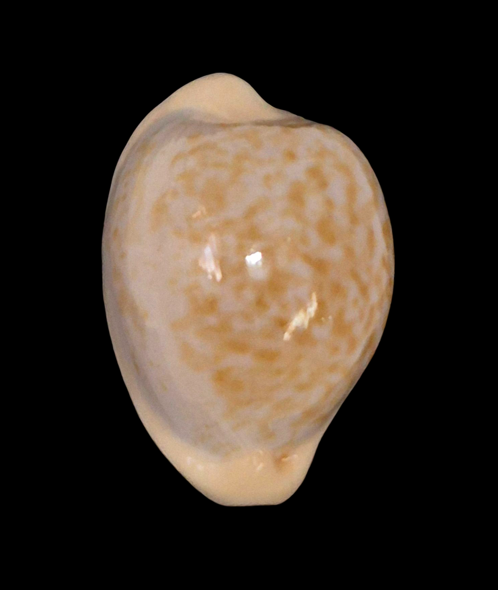BC210 Cypraeaovula gondwanalandensis