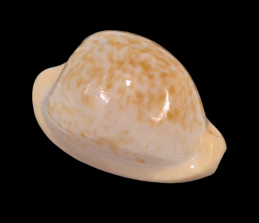 BC210 Cypraeaovula gondwanalandensis - Image 2