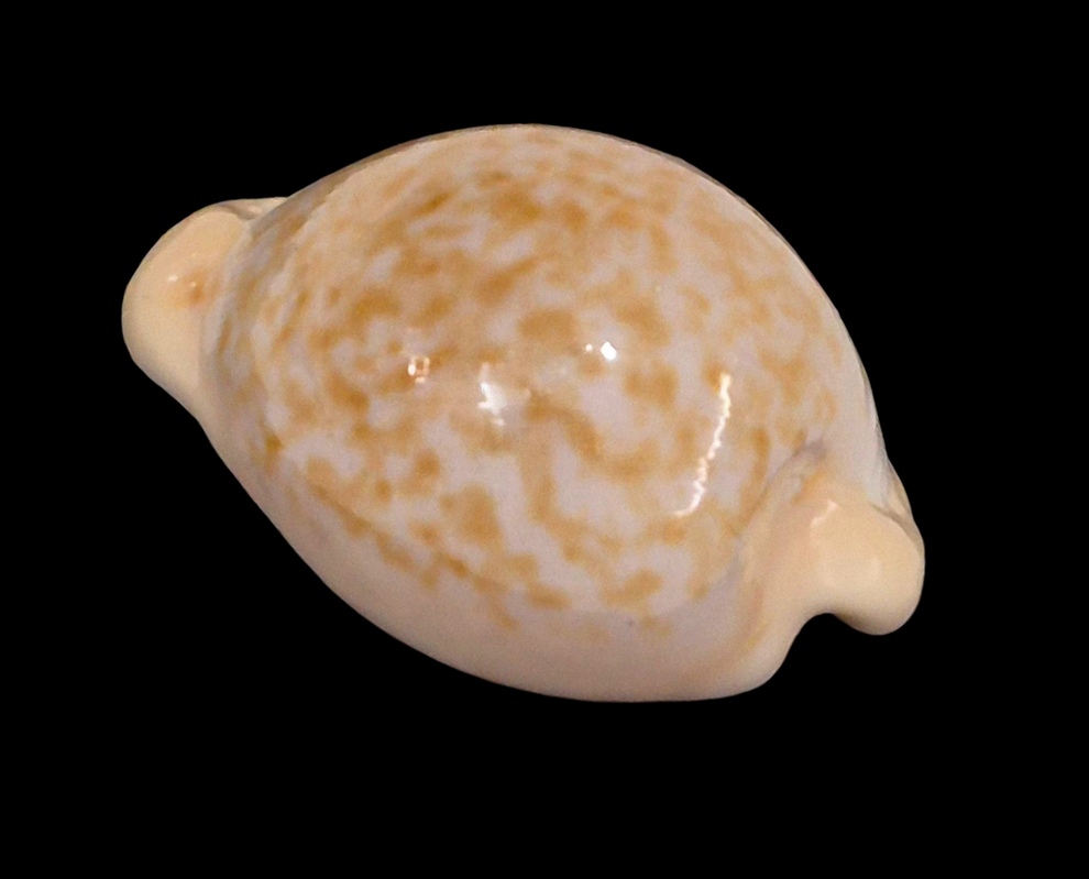 BC210 Cypraeaovula gondwanalandensis - Image 3