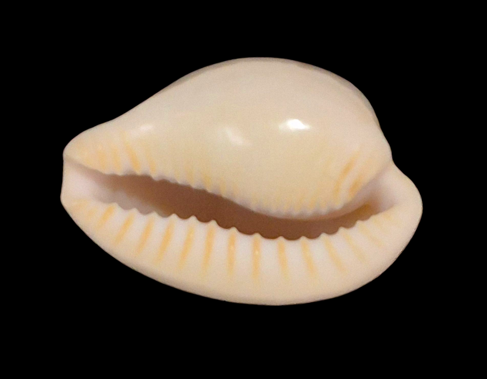 BC210 Cypraeaovula gondwanalandensis - Image 4