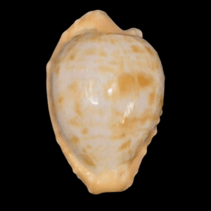 BC209 Cypraeovula coronata gloriosa