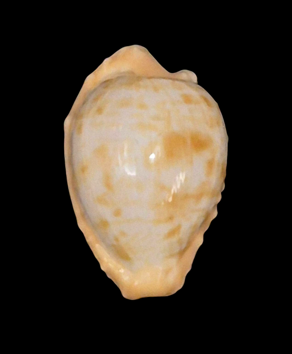 BC209 Cypraeovula coronata gloriosa